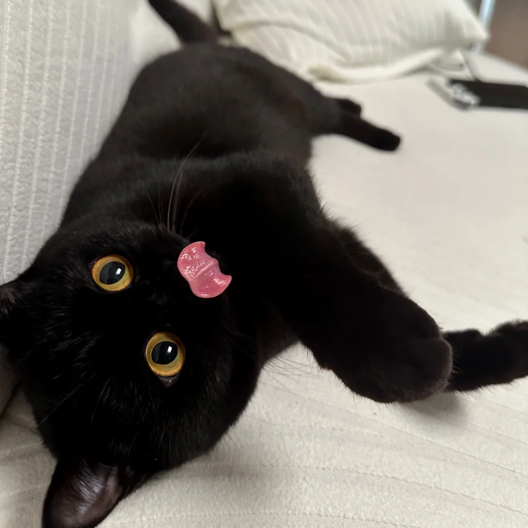 宝宝你是全世界最爱吐舌头的小猫