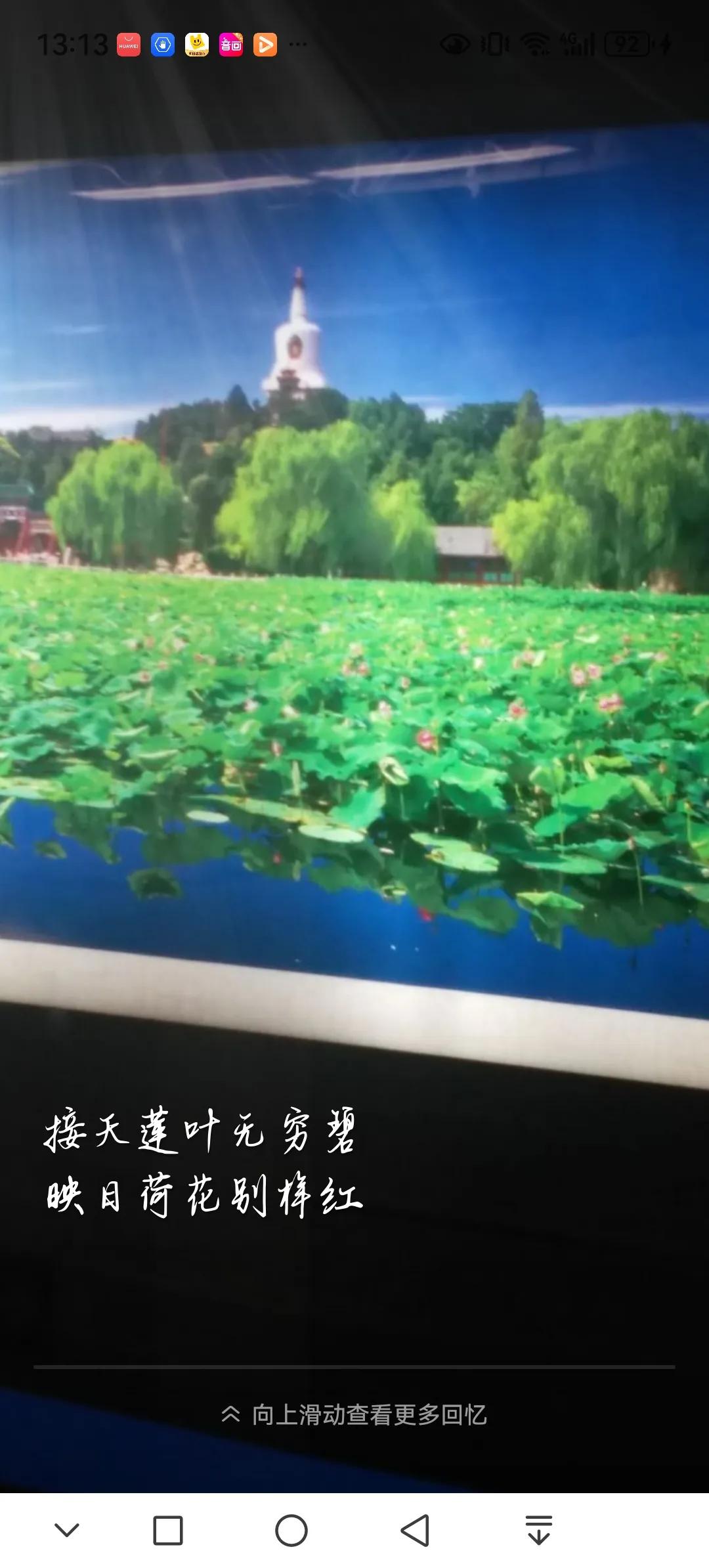 #分享你手机中的花花草草#