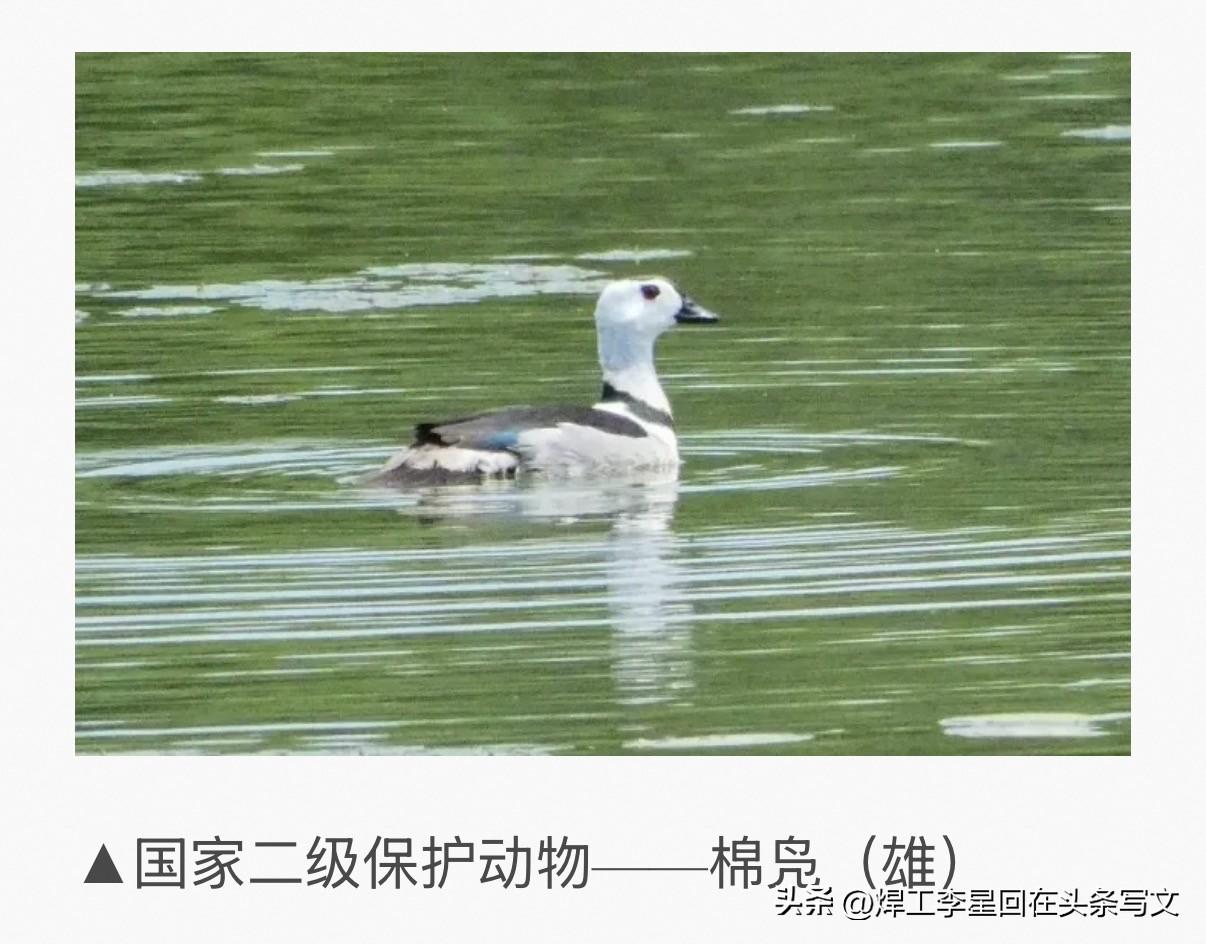 当当当！河北的朋友注意了！
这个字念fú！棉凫（fú）✨

看评论区不少人会把它