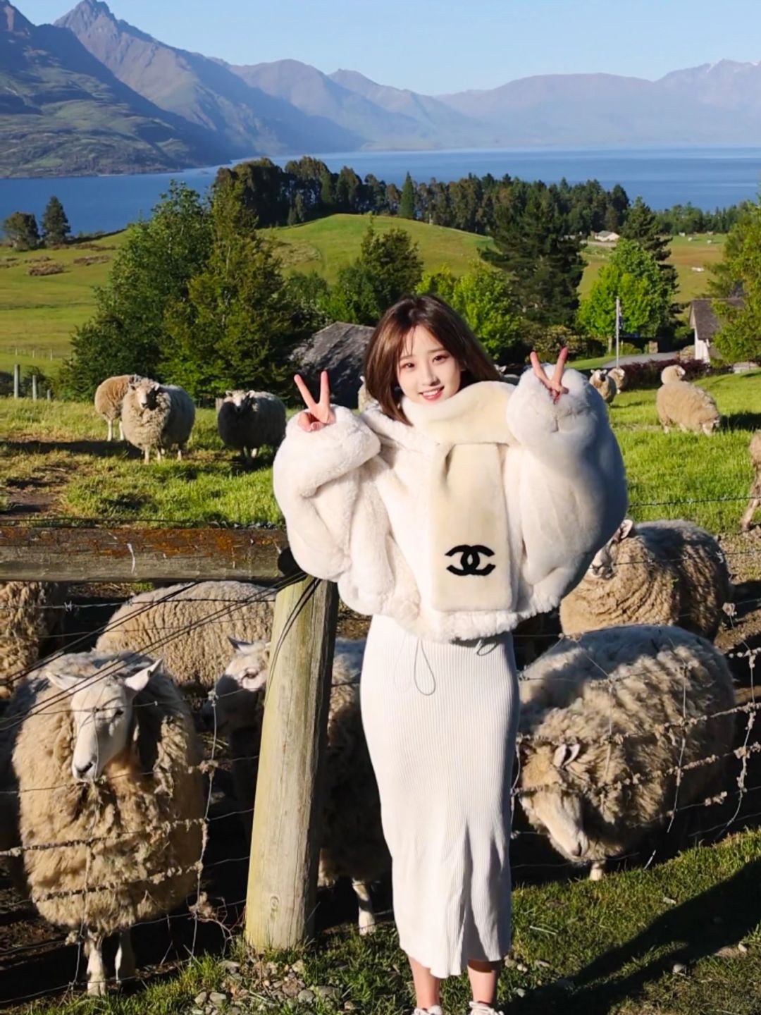 新西兰的🐑🐑