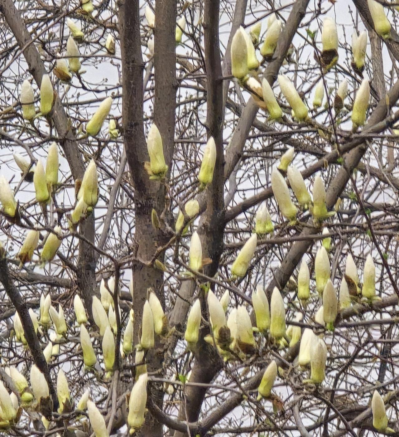 今年春天最想实现的心愿俗话说一年四季在于春，都说春天是生长希望的季节。今年最大的