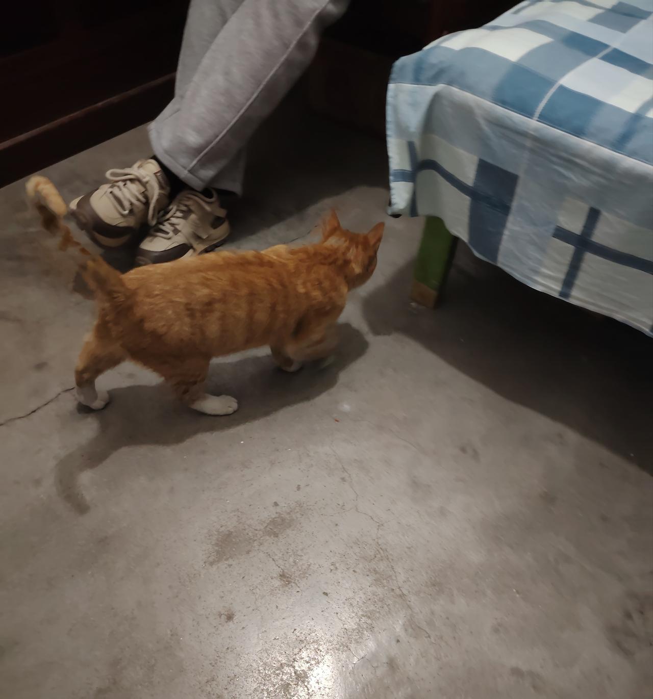 投喂流浪猫，身上是不是会沾染气味？！

平时在小区里投喂流浪猫，今天加班时出去吃