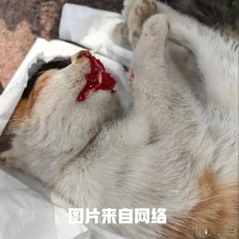 虐猫者的利益链
今天在抖音上看到一个爱猫的中学生打电话咨询虐猫团伙，购买一个虐猫