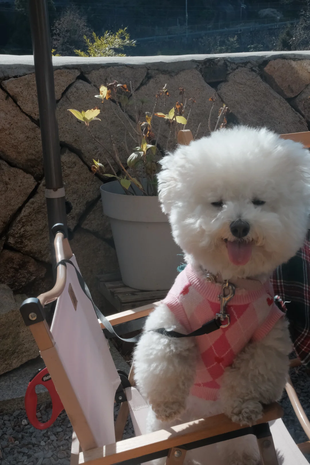 小狗的微笑治愈一切