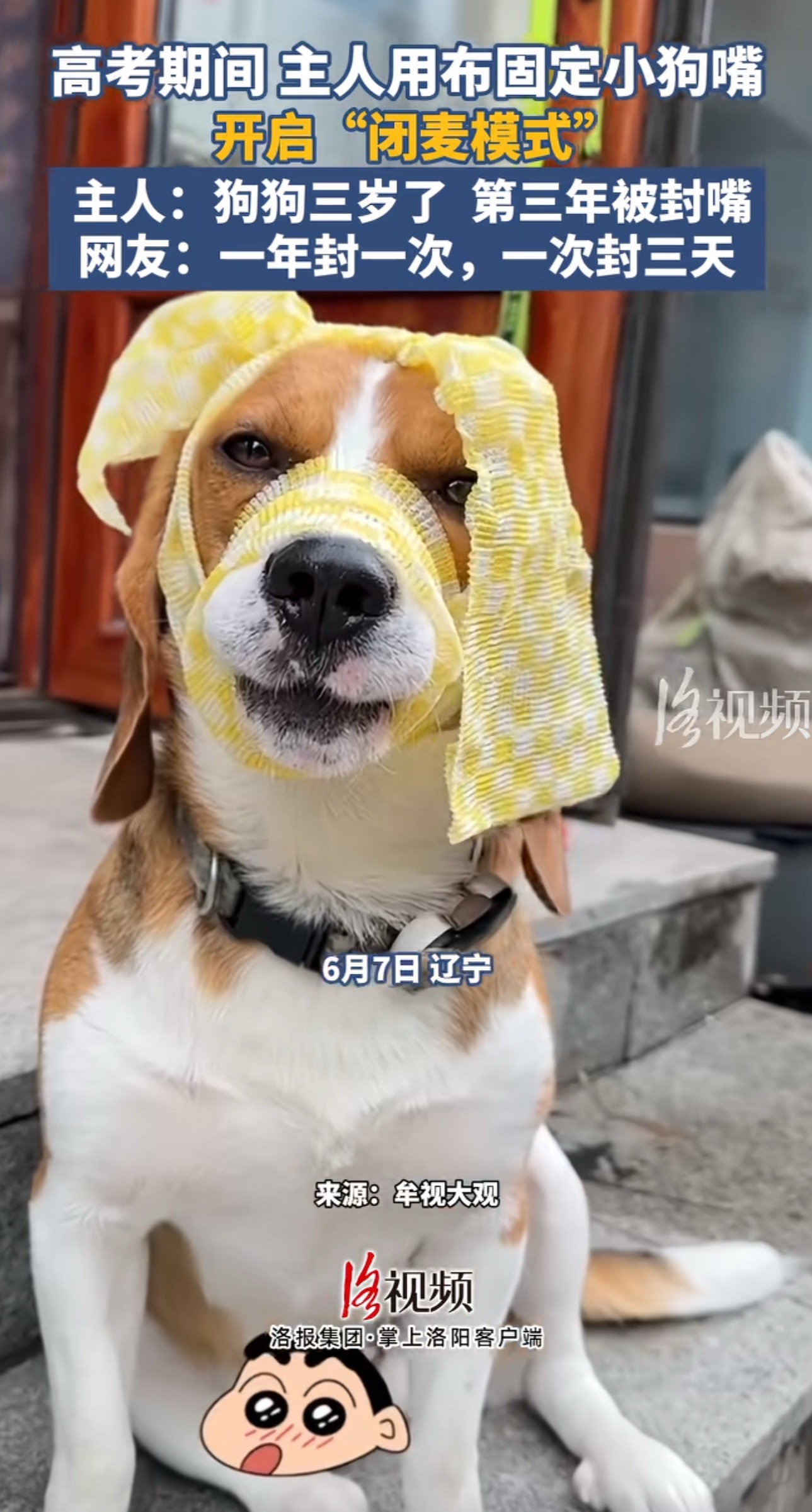 我不行了，看到是比格犬一点儿也不意外，懂了，等明年高考我给李亦非嘴也封上 
