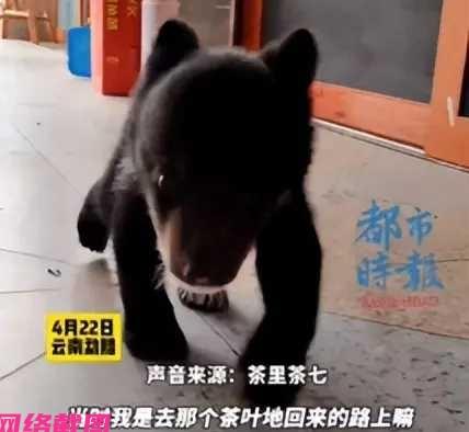 云南某个男子上山采茶返回途中，看见有小动物，以为是遇到小狗狗，还是黑色，一路紧随