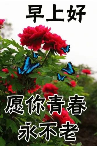 真情无距离
思恋在心里
相识不容易
缘分永珍惜
愿你每时每刻开心如意！