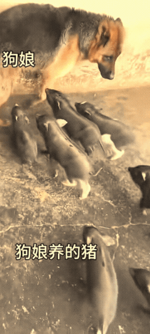 虽然是猪生的，可不是猪养的。
一群小猪追着狗狗吃奶，狗狗躲都不掉，并且显得很无奈