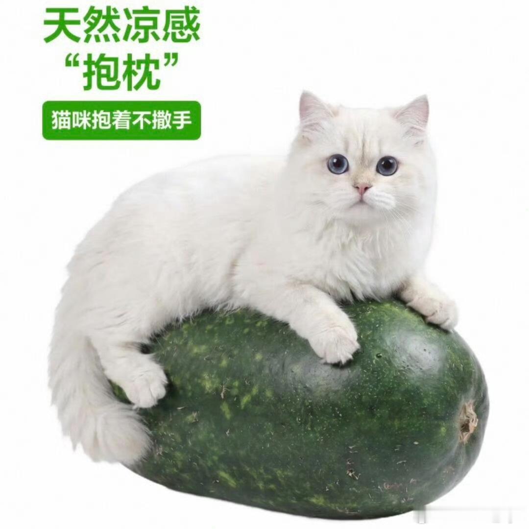 盒马因受害咪连夜改冬瓜图因一张AI生成的“猫咪抱冬瓜”宣传图被指比例严重失真，盒