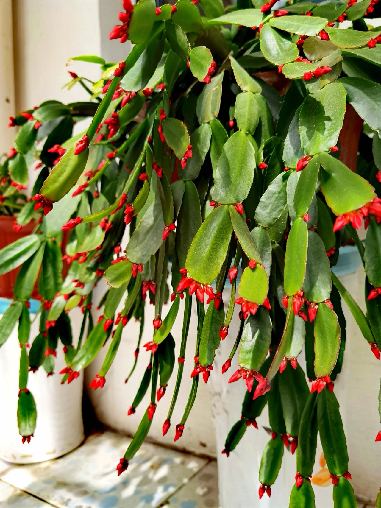 今天的样子。
天气不错，
来阳台看花，
看看它今天的样子。
蹲下来静静地，
点上