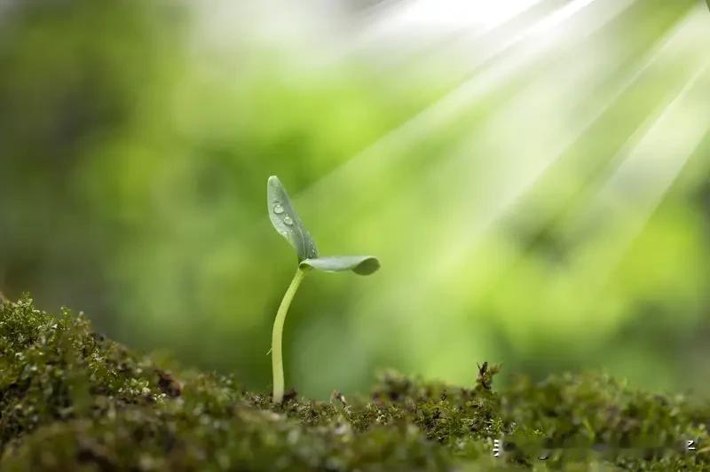 每个人花期不同，不必焦虑有人比你提前。生活或许会有风雨，让我们满身是泥，但我们依