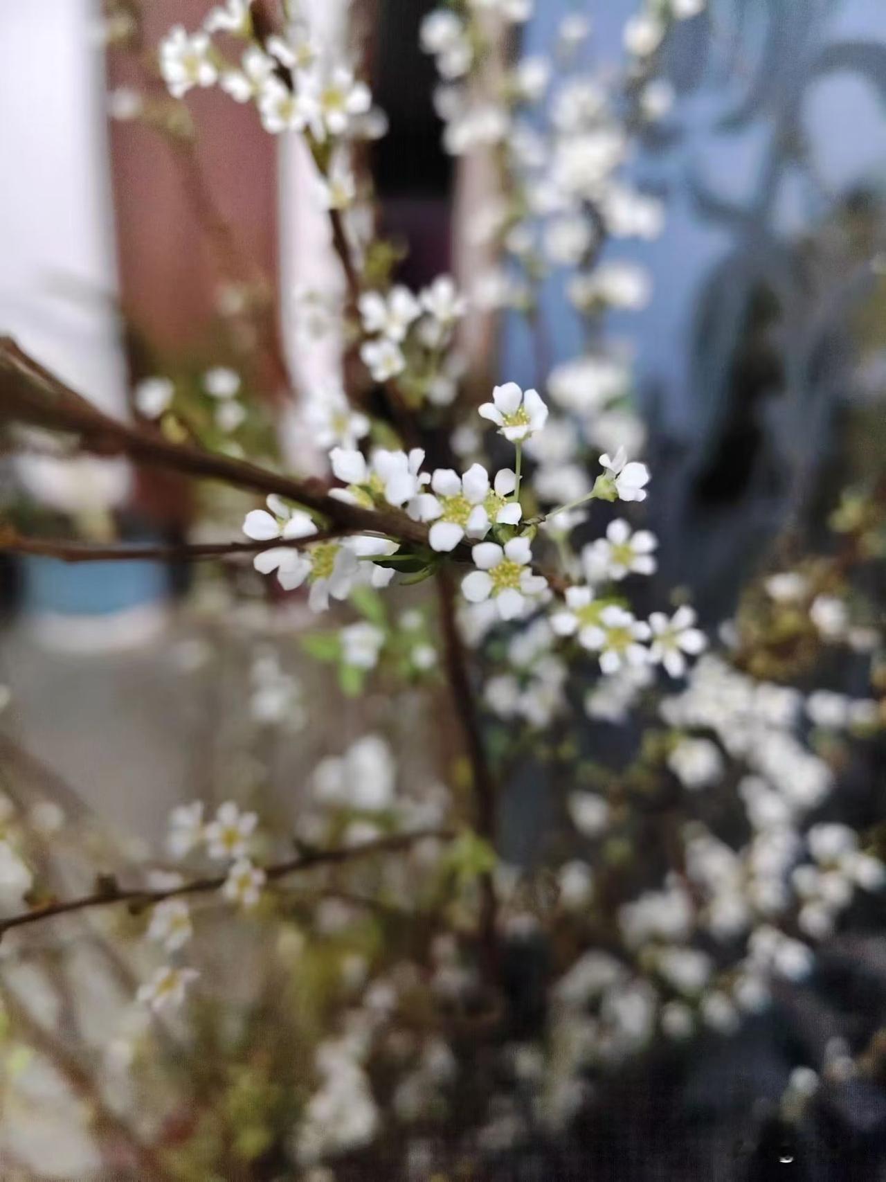 原来，不只我一个中年女人这样，过年就是劳动节。他们说，全国已婚中年妇女差不多都是