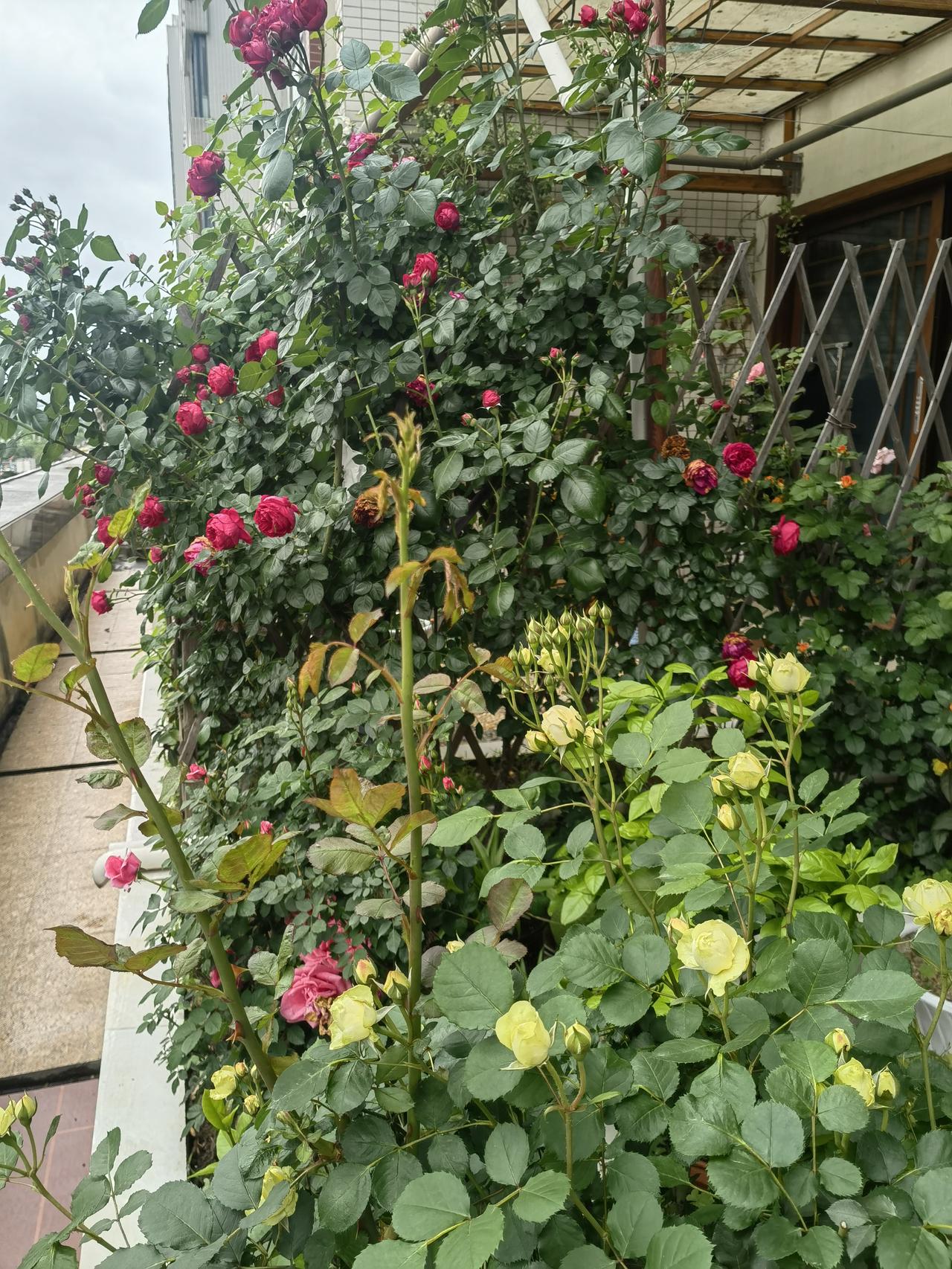 春日的银湖城空中花园，简直是月季的盛宴！就像杭州高架上“空中花廊”里绽放的“西子