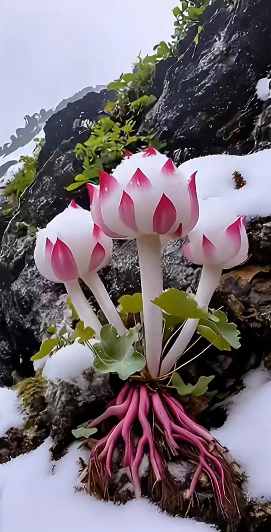 能看到这朵极致雪莲花，你不得点个👍🏻膜拜一下？