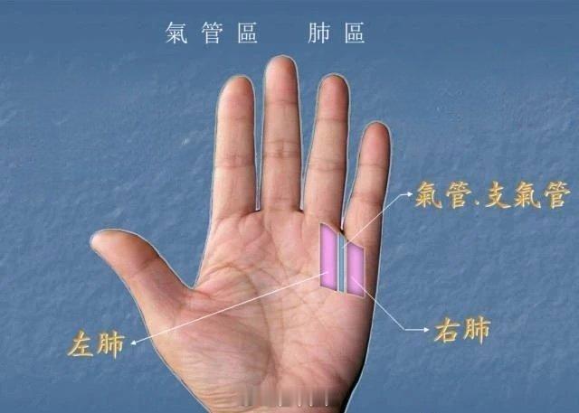 有肺系问题，气管、支气管等问题，用刮痧板多刮刮手掌肺区。像经常咳喘，有痰咳不出，