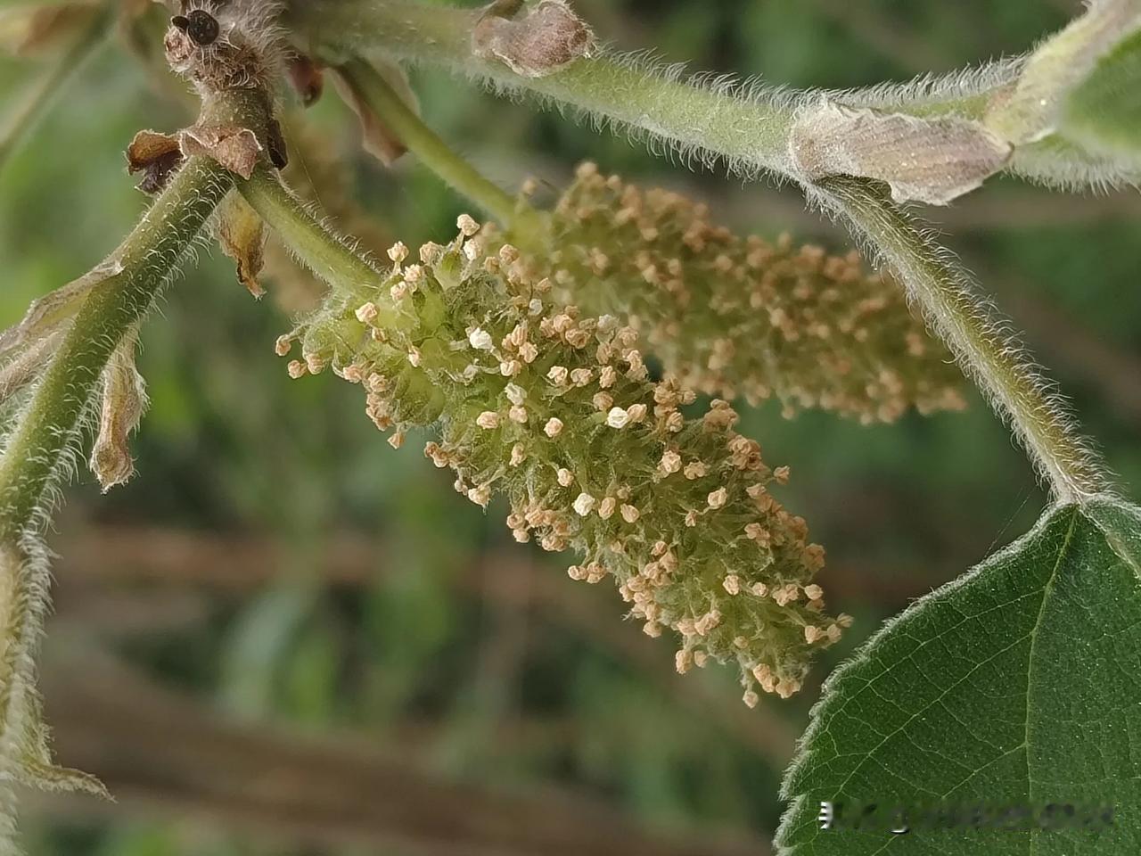 在我们四川泸州的农村里，构树实在是太常见了，山坡上、马路边，有些甚至房前屋后都会