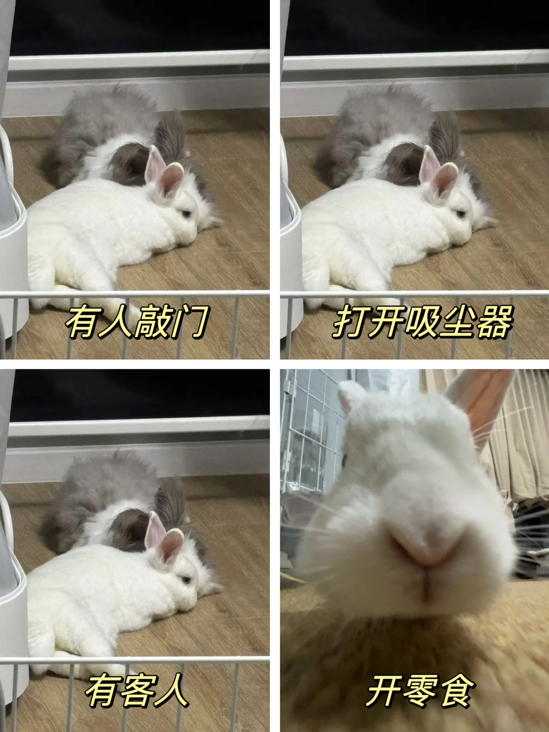 一些贪吃小猪兔