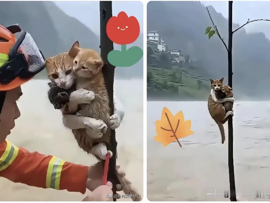 原来母爱真的不分物种……
