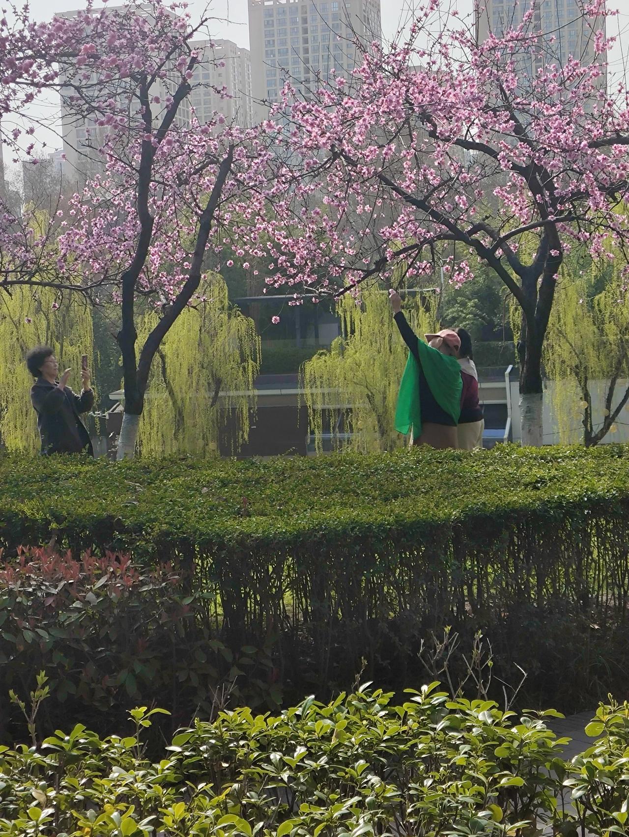 向阳花木易为春！同一个时节，不同的颜色！城墙下的花，会错开时间！