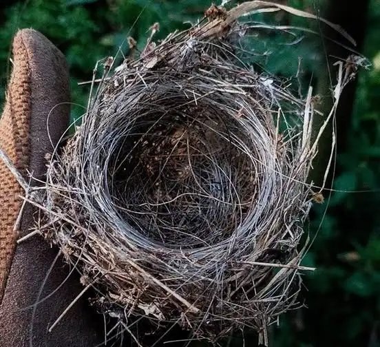 美国小鸟疑似用废弃针头筑巢 俄乌战场的鸟用光纤筑巢，美国的鸟用针头筑巢……过于赛