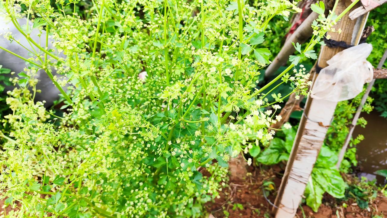 芹菜花花漂亮不？！