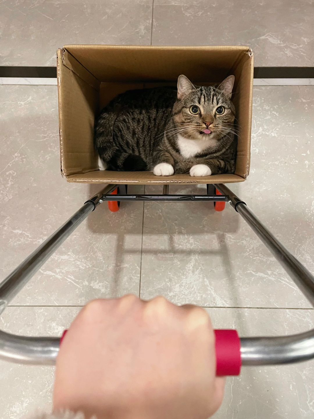 原则上是不允许这样溜猫的！