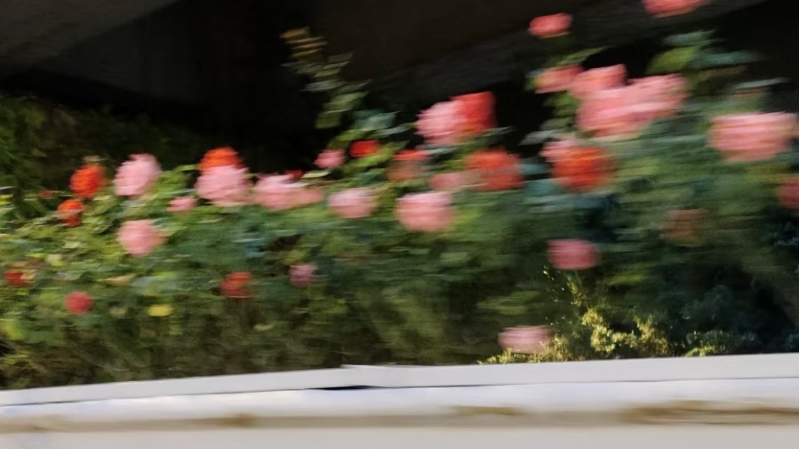 晃动镜头下的美！梵高我好像真的有点懂你了生活碎碎念100种表达爱的方式