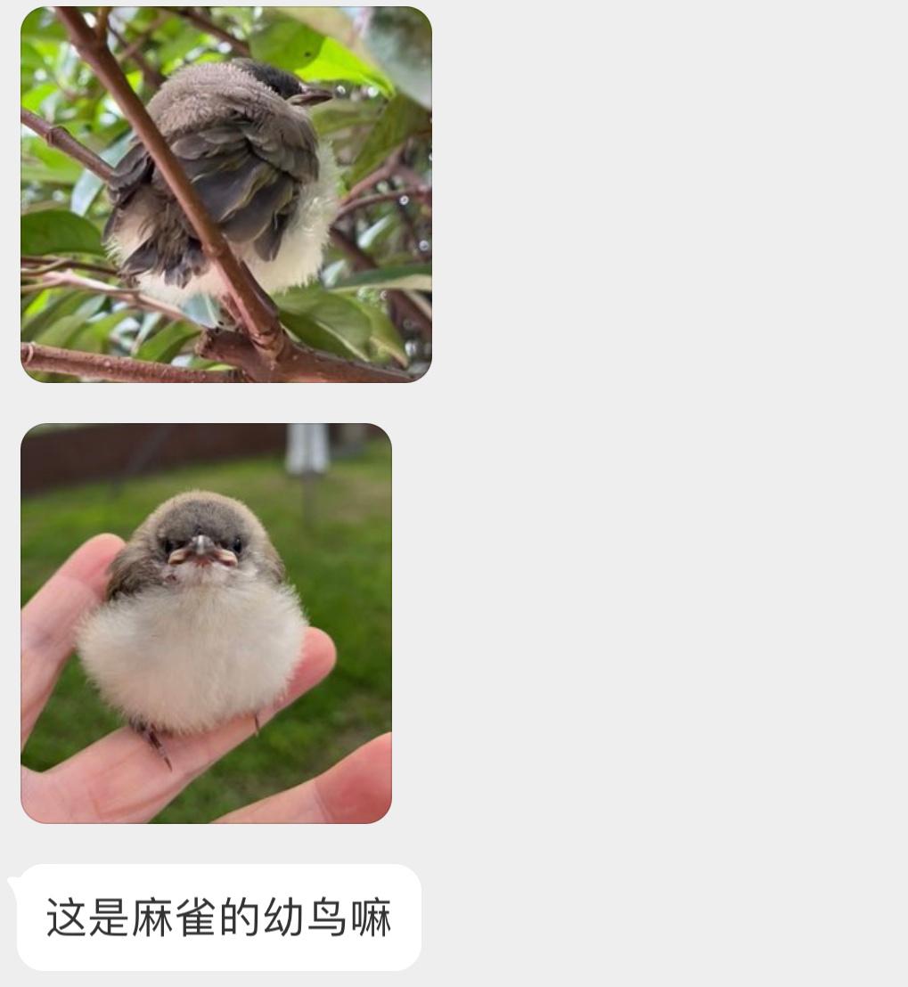 白头鹎bēi的幼鸟小肚肚好可爱！ ​​​
