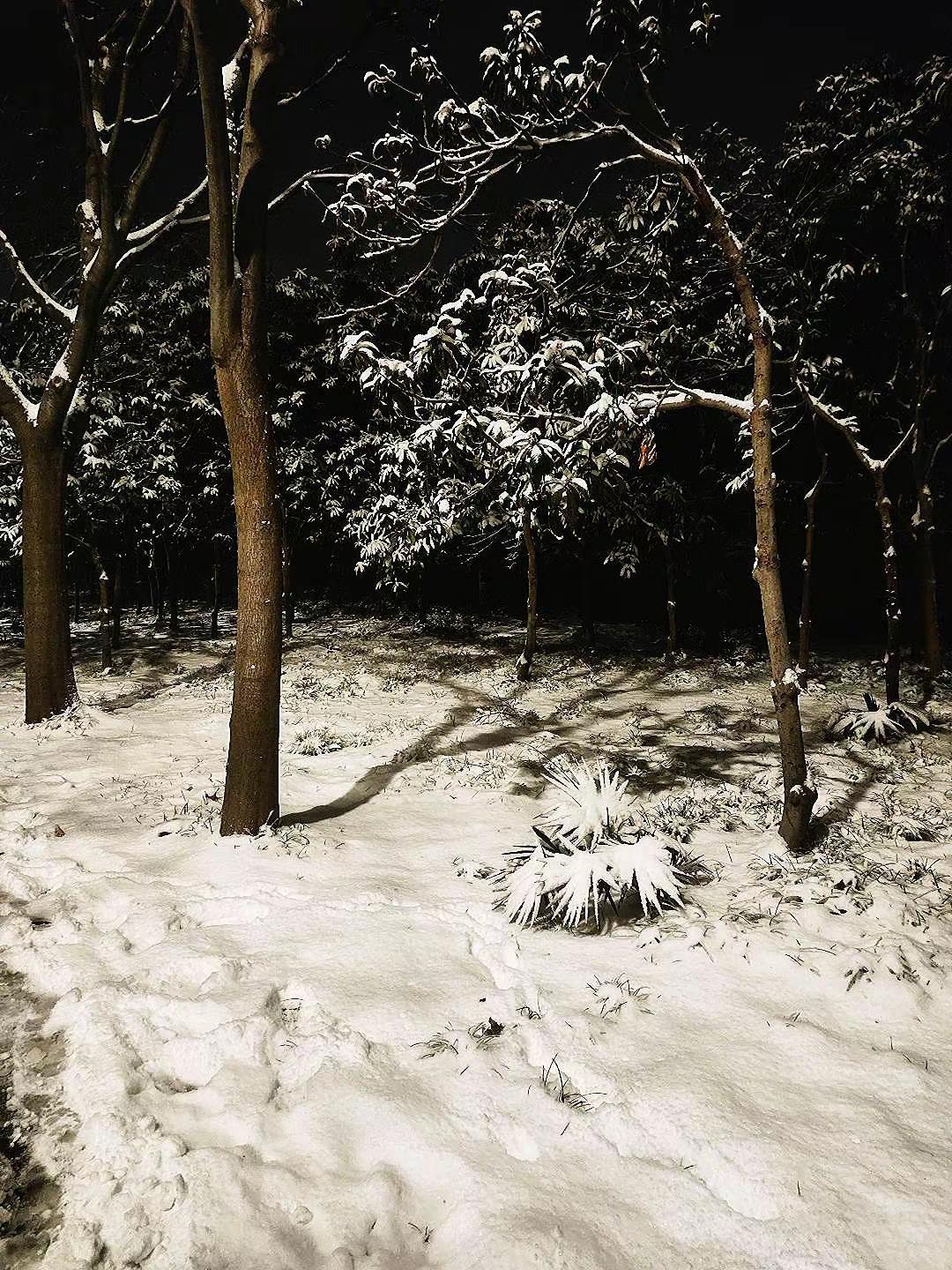 河南下雪了！雪花 今年的冬天 下雪喽 热点