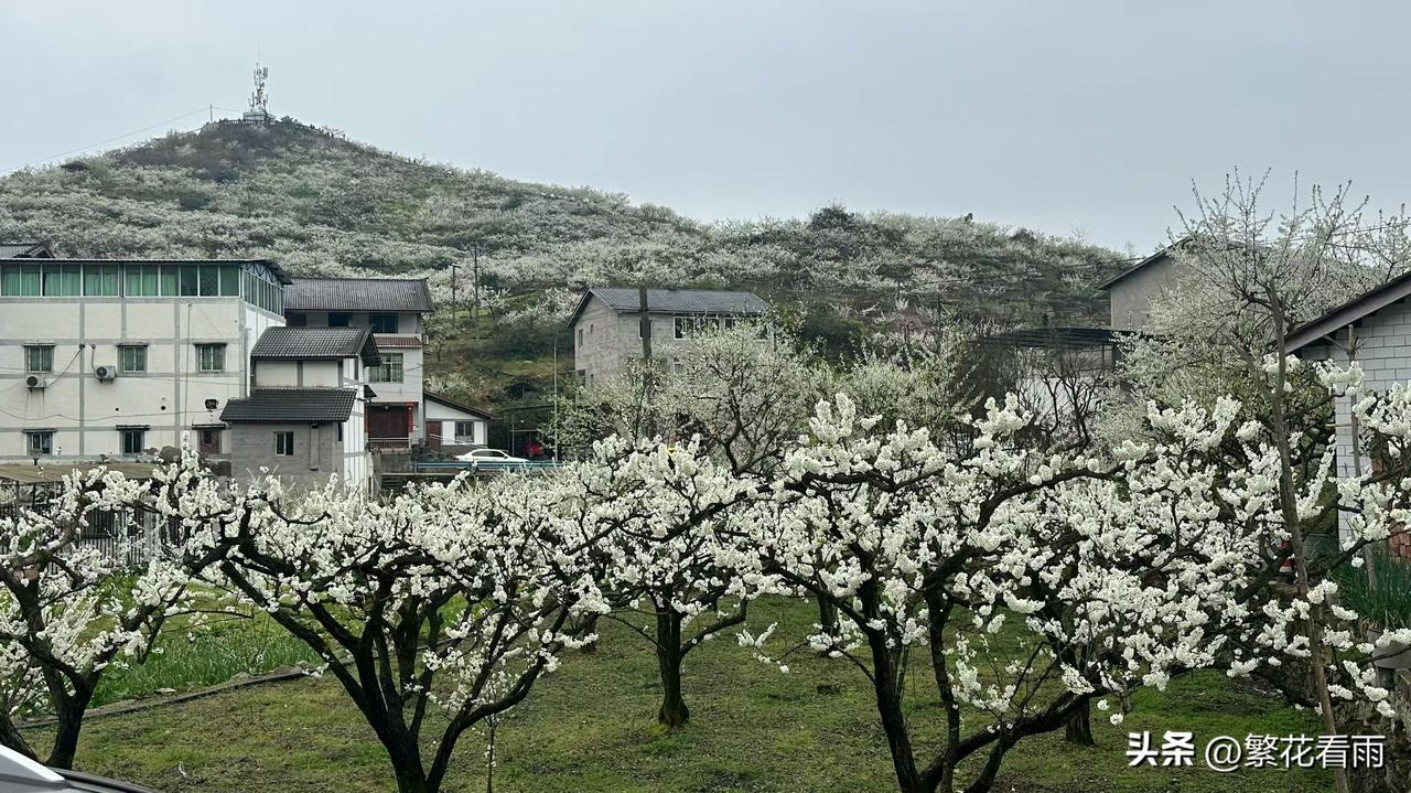 一夜春风至，万树李花开。漫山遍野的素白，如云似雪，轻覆枝头，把春日的温柔尽数铺展