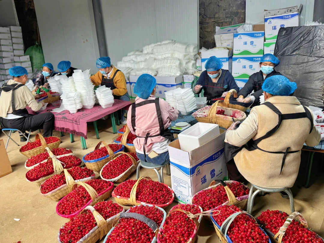 樱桃口感巅峰期降价啦，一盒30米顺丰✈️到家
