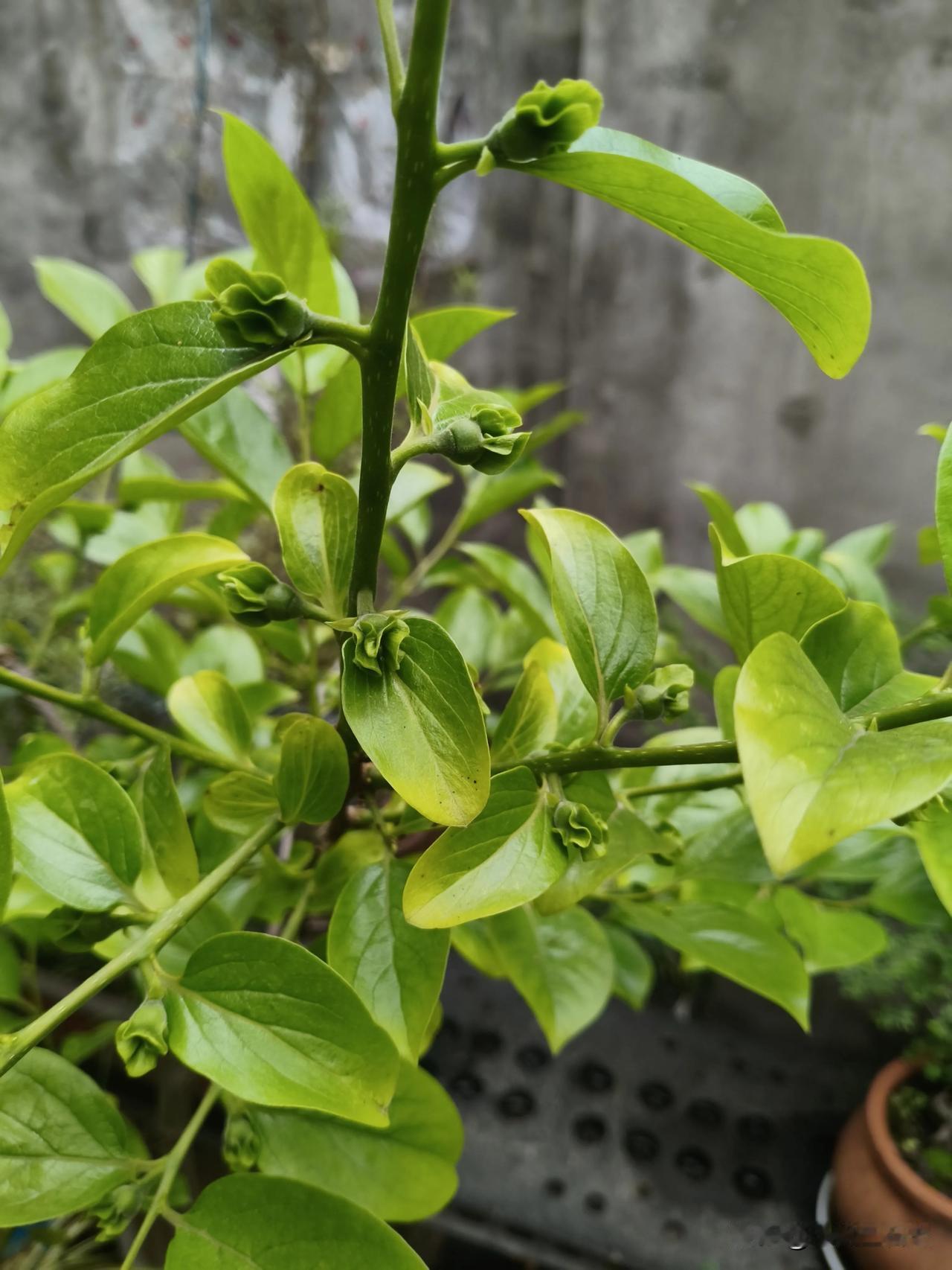 《家有盆景，喜不自禁》
  [微风][微风][微风][大笑][微风][微风][微