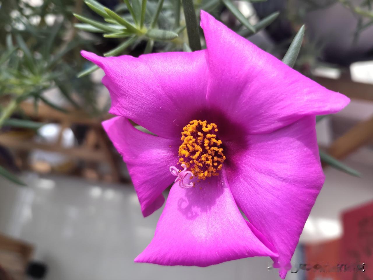 这是什么花？漂亮吗？