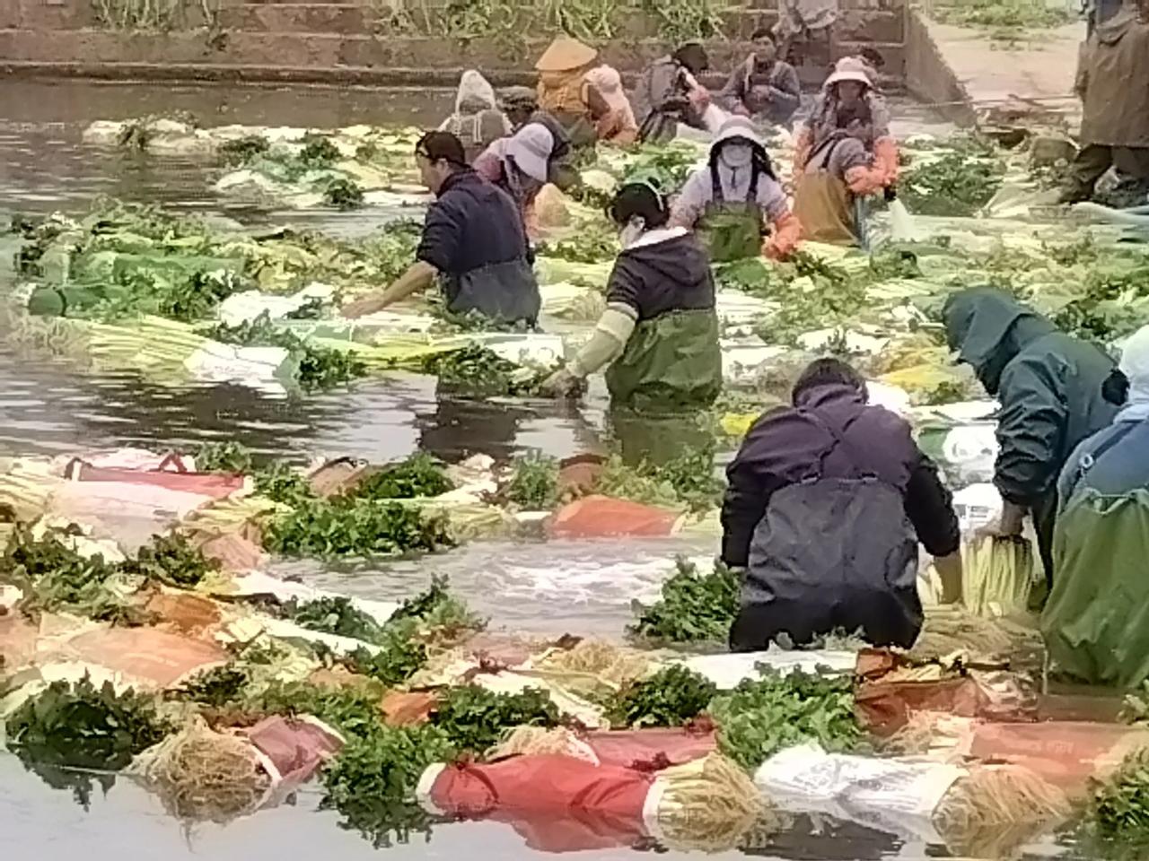 倒春寒又何惧？通海菜农在冰冷刺骨水塘清洗芹菜。