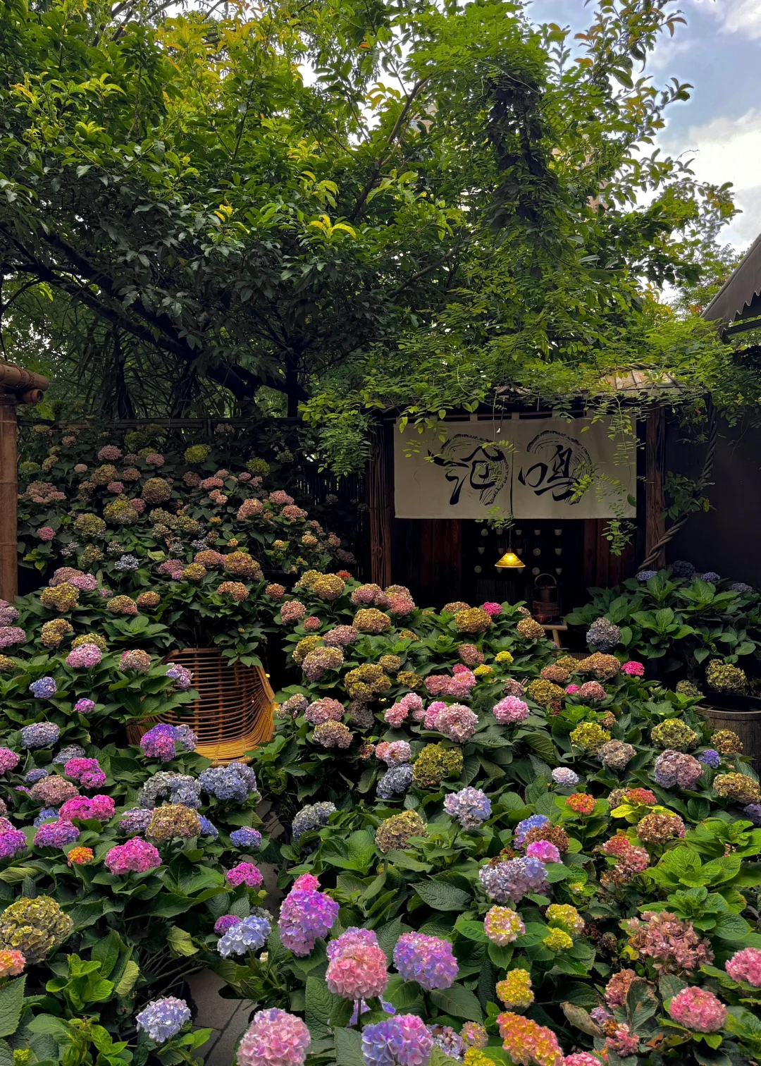 成都茶室🍵绣球花海