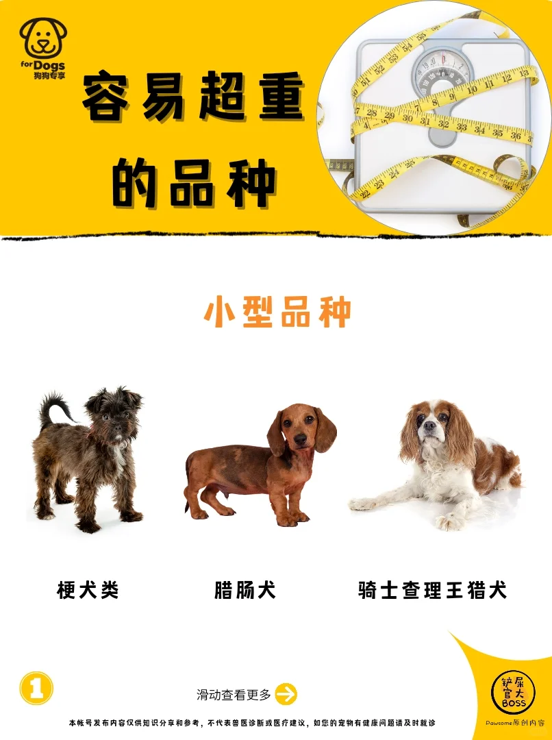 容易超重的品种