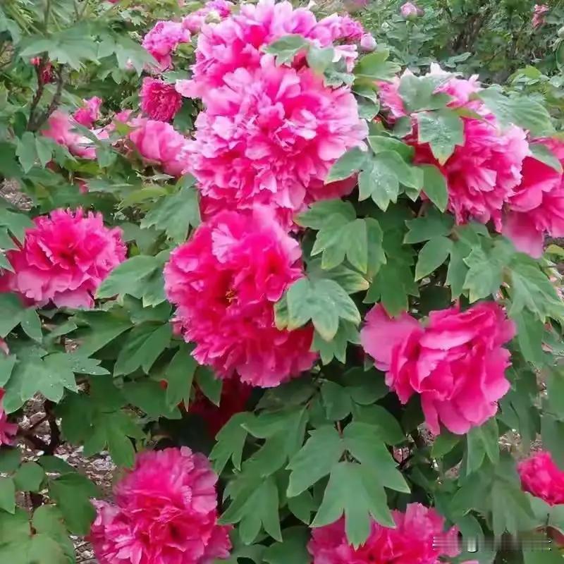 相册里的花花草草