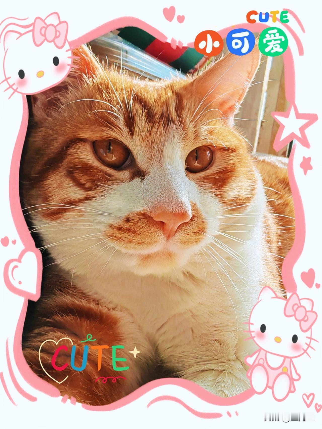 我觉得猫咪就是世界上最可爱的生物！想起儿时看书，有句话描绘“那日午后阳光正好，他