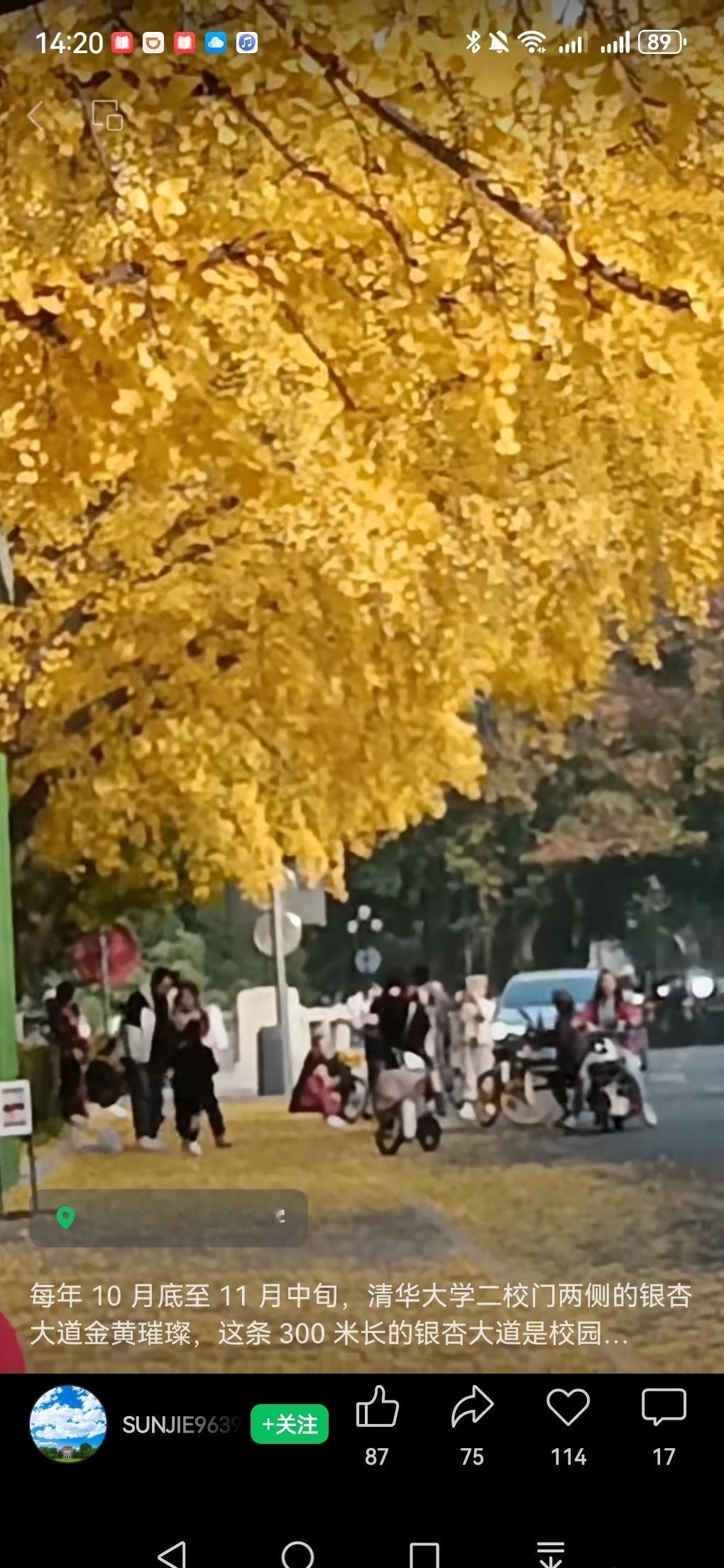 中国作家网
银杏大道黄金路，
明黄叶子舞翩跹。
孩童嬉戏人畅游，
清华银杏秋渲染