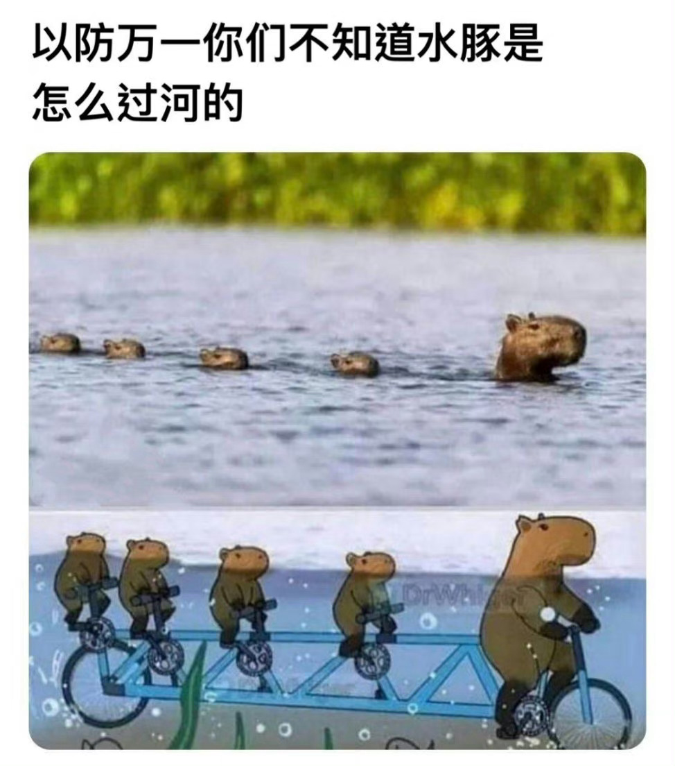 水豚是怎么过河的[哆啦A梦吃惊] ​​​