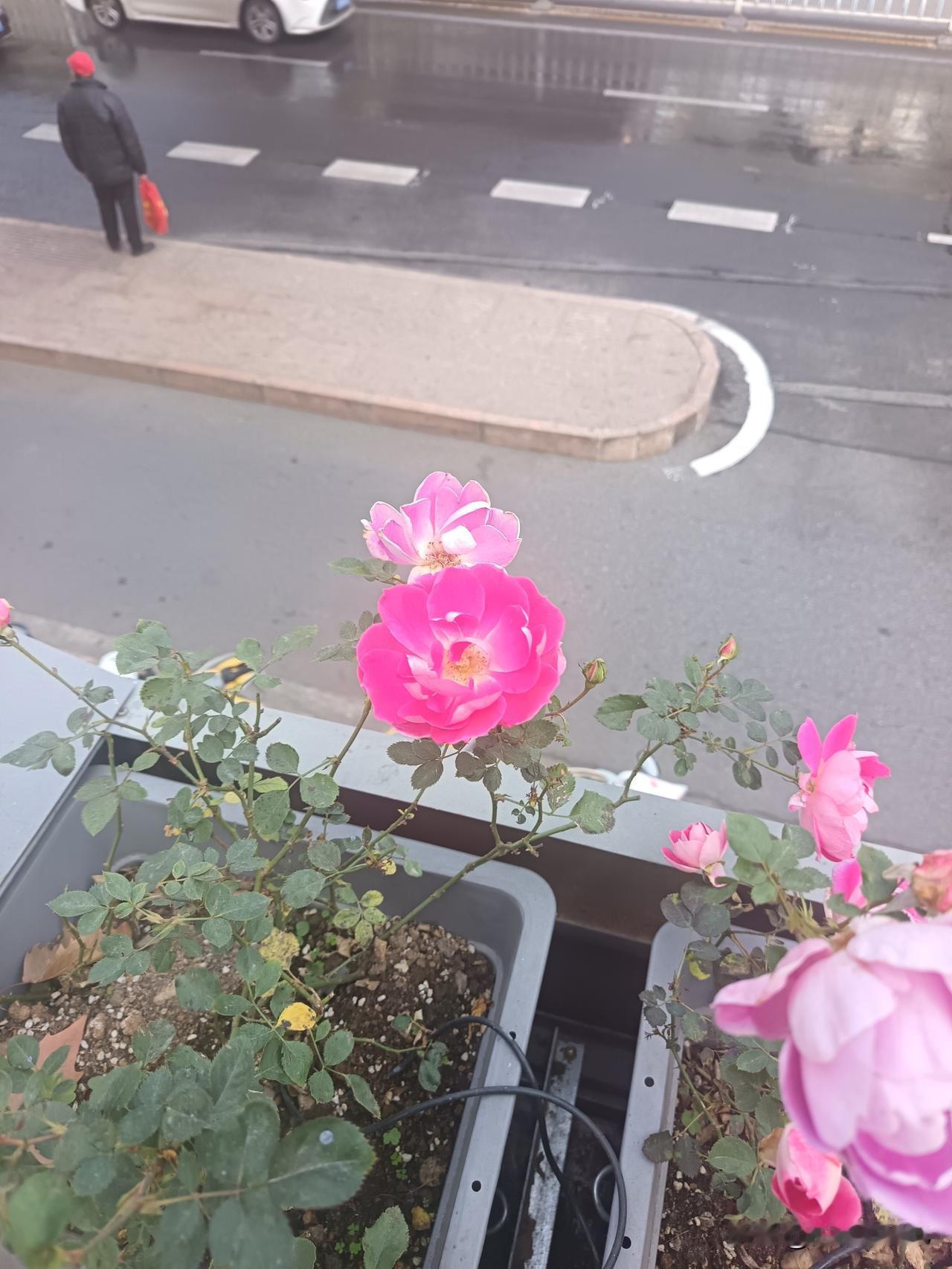 郑丽文人缘好，睿智。也体现了郑丽文用事实证实了谣言，不睦的传闻，粉碎了民进党的谎