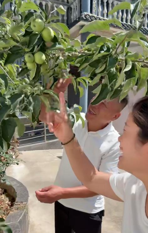 笑死了！河南一男子网购了一棵车厘子苗，回家后跟伺候宝贝一样，又是松土又是施肥。谁