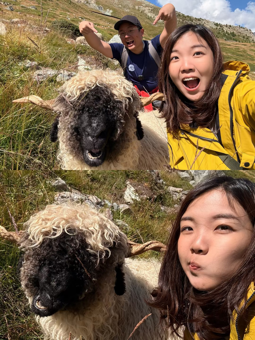 🇲🇾🇨🇭瑞士实现了撸黑鼻羊🐑自由！❤️