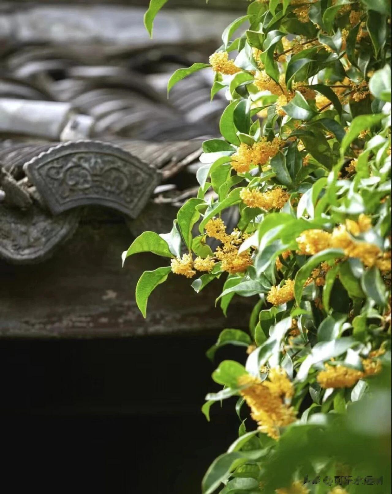 北京颐和园
几度秋意浓，最是桂花香~颐和园是北京最佳看桂花的地方，面积很大，一进