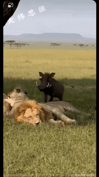 谁这么胆大，
敢从我身上踏过去？