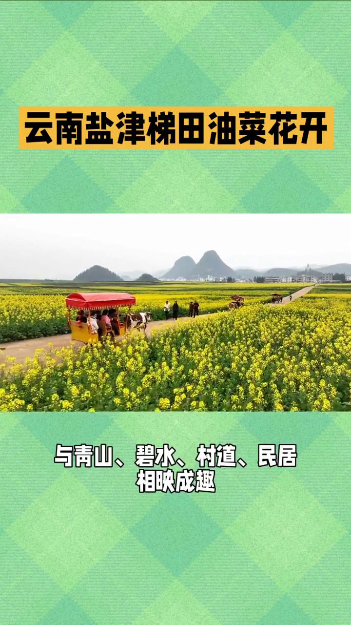 云南盐津梯田油菜花开。
云南盐津梯田油菜花开了。早春二月，春风拂过滇东北大地，云