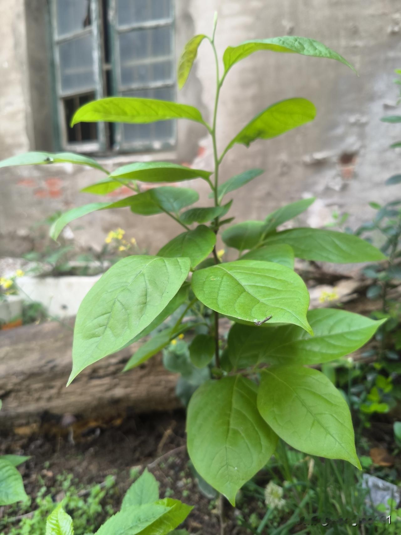 别让它太累
三年前，我把吃柿子剩下的种子埋在了小区的废旧树池里。幸运的是，有一颗
