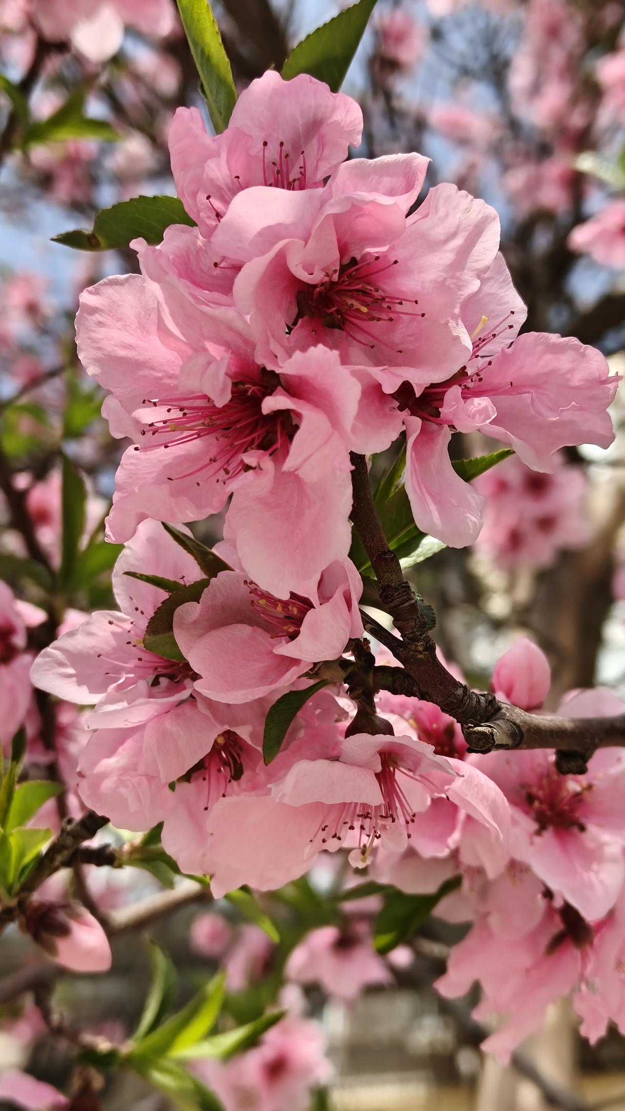 家门口的桃花开的灿烂，享受春天的美好，把美好分享给更多的人。