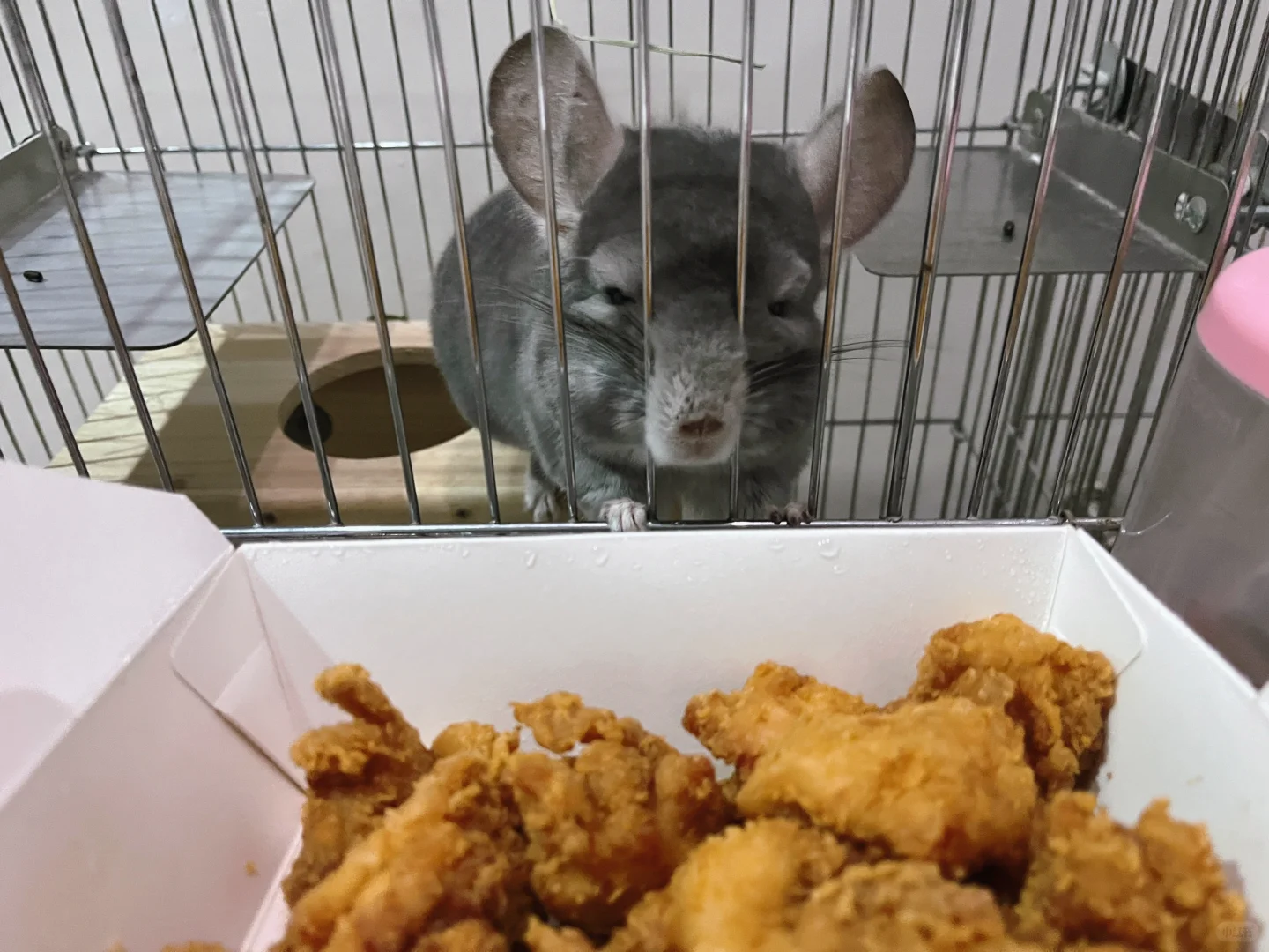 龙猫阿呆阿瓜喜欢吃炸鸡🍗