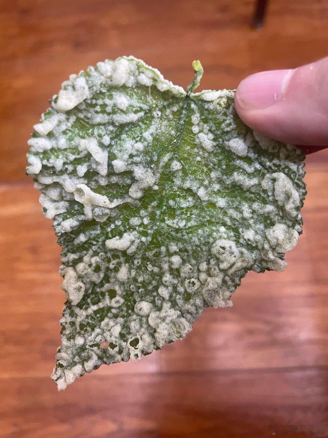 又跟着女儿来吃曲靖天妇罗了——炸桑叶 